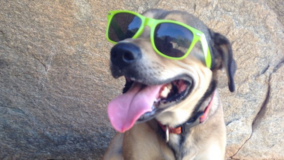 airbnb for dogs get paid to host dogs using the airbnb for pooches komando airbnb for dogs get paid to host dogs using the airbnb for pooches komando