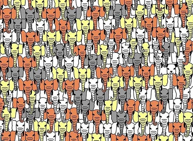 fun brainteaser can you find the panda aol news