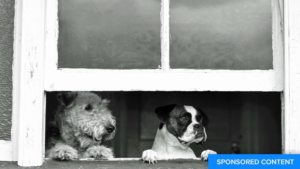 simplisafe pets