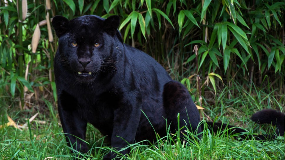 example of a black jaguar