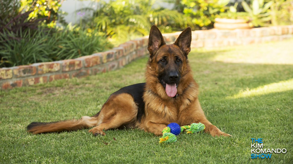 A dog who tested positive for COVID-19 has died. What this means for your pets
