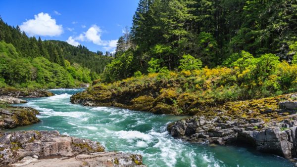 Need some calm? Listen to the sounds of forests around the world