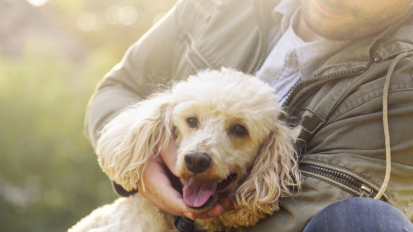 Need medication for your dog or cat? Here's a smart way to get it cheaper