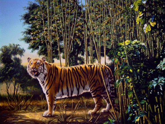 tiger