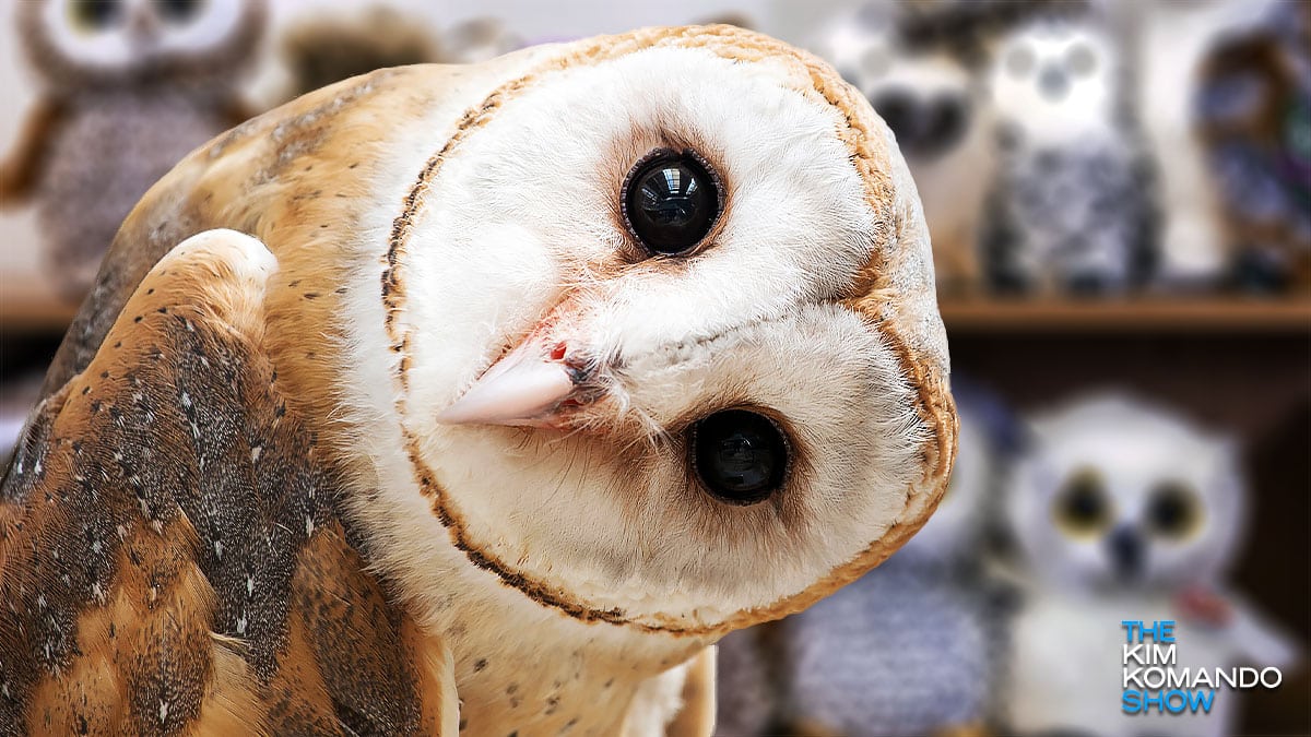 Find the hidden animal to train your brain in this owlthemed eye test