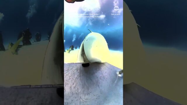 POV: You just got eaten by a shark