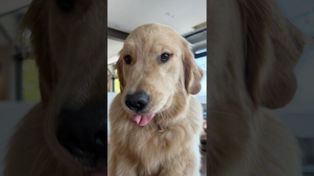 My Golden Retriever, Bella, just dropped her debut single! #aigeneratedmusic #aisong #aidogsong