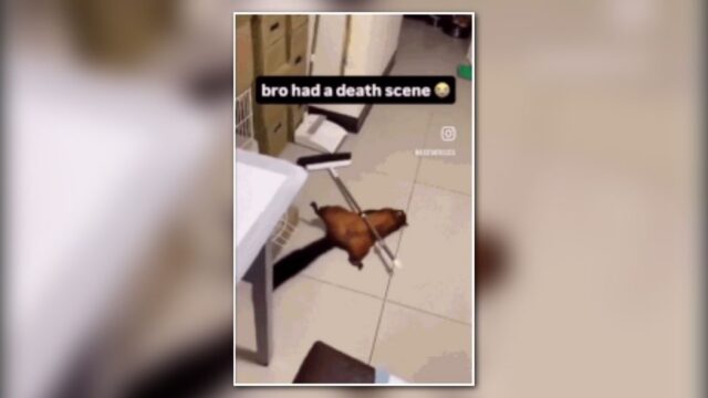 🐿️ Real or AI squirrel?