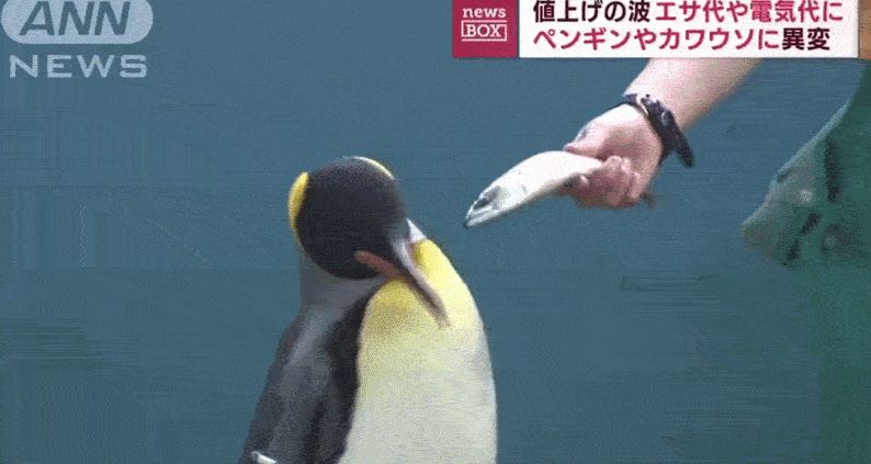🐧 Fishy business