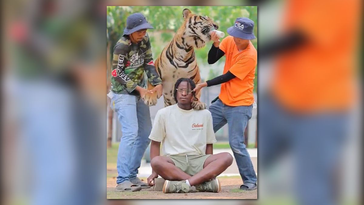 🐅 Instagram of death
