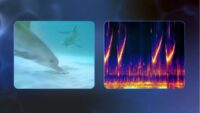 Scientists built an AI that can nearly talk to dolphins. Your dog could be next.