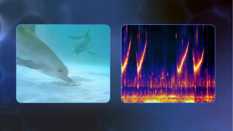Scientists built an AI that can nearly talk to dolphins. Your dog could be next.