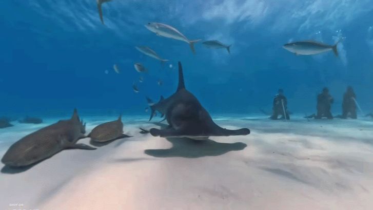 🦈 Today is Shark Awareness Day