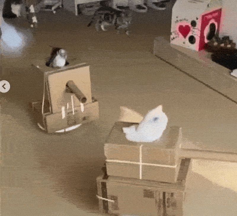 🪖 Saving Private Whiskers