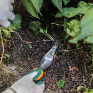 Root it out
